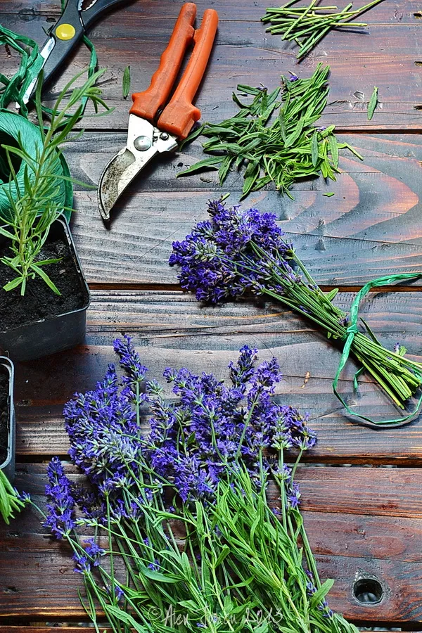 Lavanda legata