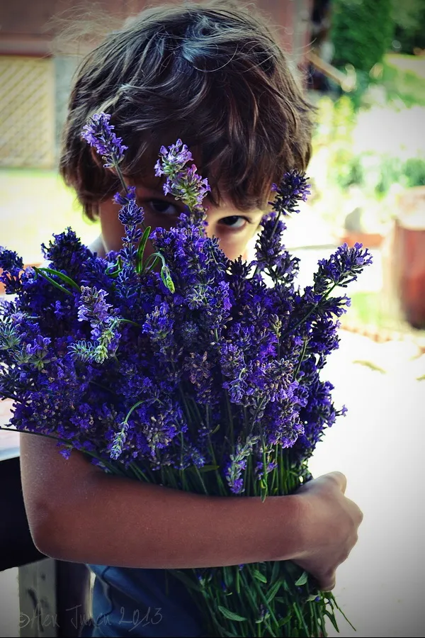 Rares si lavanda1