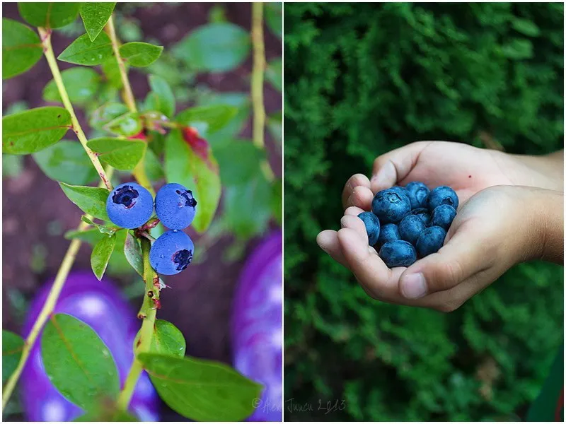 blueberries
