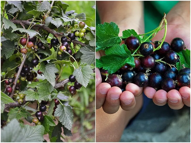 coacaze negre