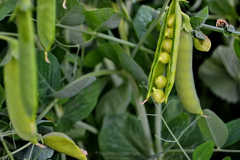 pastaia de mazare