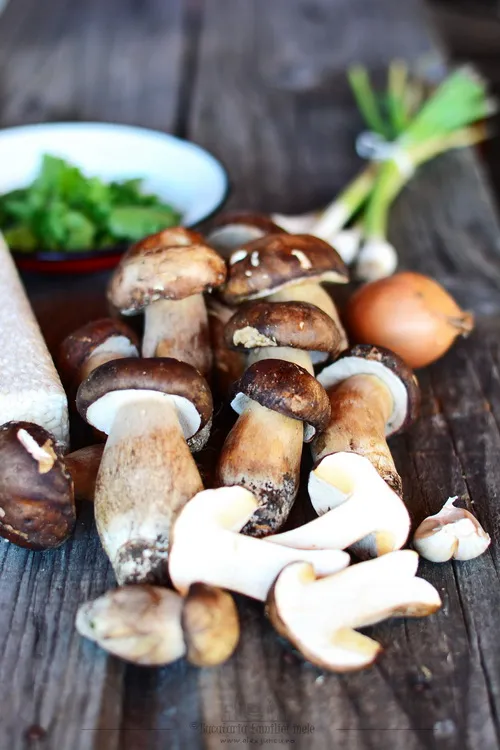funghi porcini